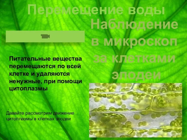 Перемещение воды Питательные вещества перемещаются по всей клетке и удаляются ненужные,