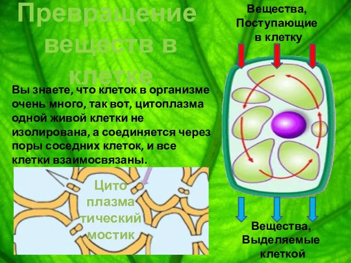 Вещества, Поступающие в клетку Вещества, Выделяемые клеткой Вы знаете, что клеток