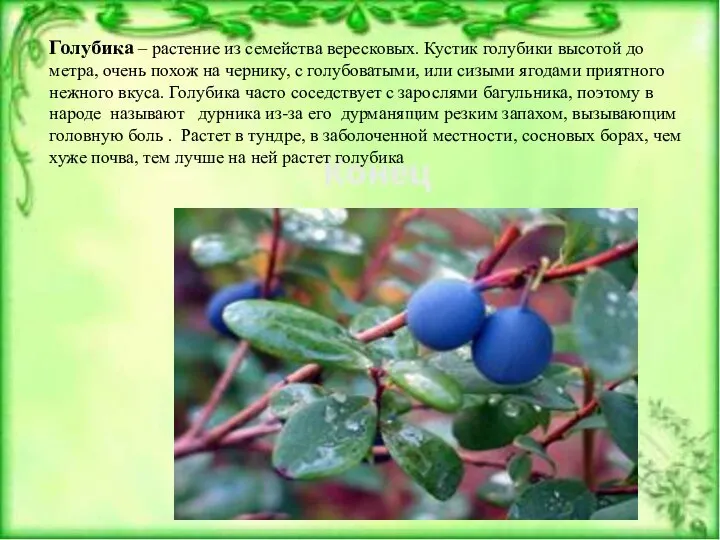 Голубика – растение из семейства вересковых. Кустик голубики высотой до метра,