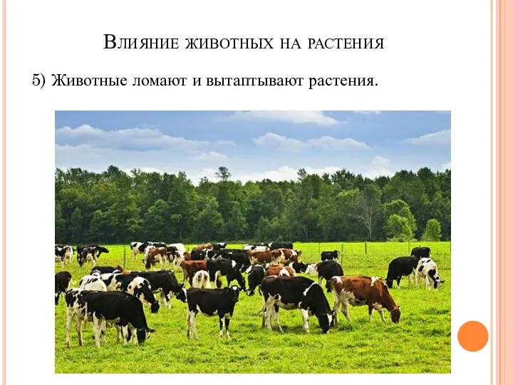 5) Животные ломают и вытаптывают растения. Влияние животных на растения