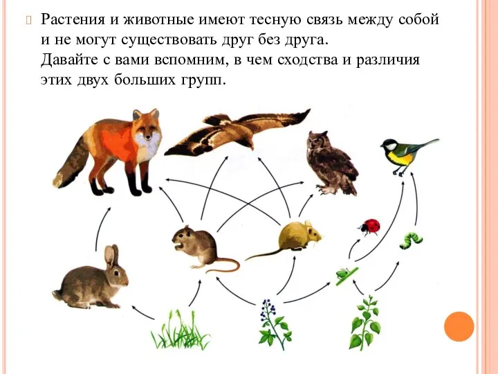 Растения и животные имеют тесную связь между собой и не могут