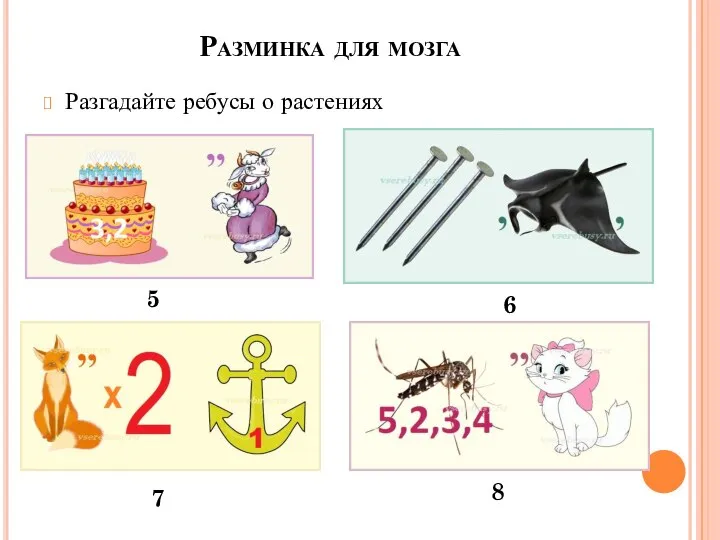 Разминка для мозга Разгадайте ребусы о растениях 5 8 7 6