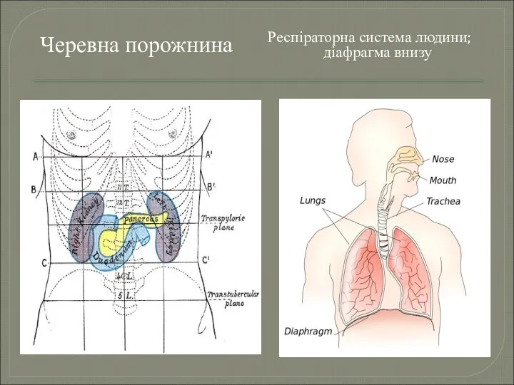Черевна порожнина Респіраторна система людини; діафрагма внизу