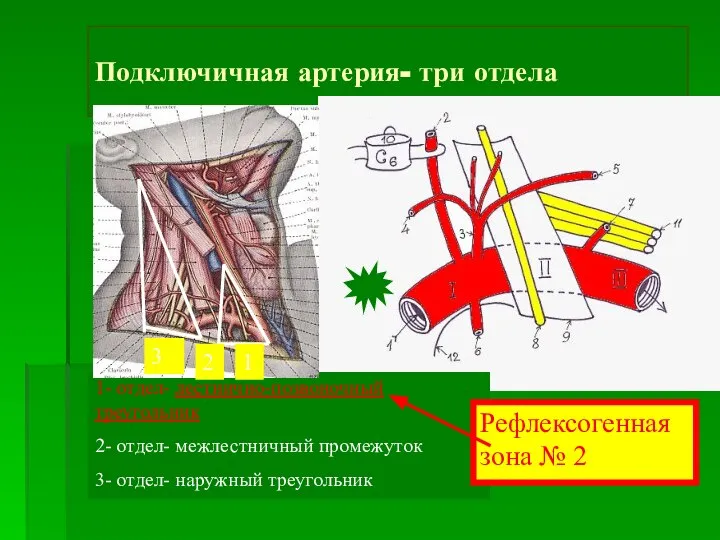 Подключичная артерия- три отдела 1- отдел- лестнично-позвоночный треугольник 2- отдел- межлестничный