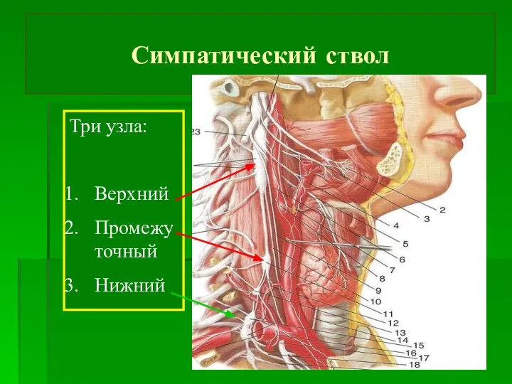 Симпатический ствол Три узла: Верхний Промежуточный Нижний