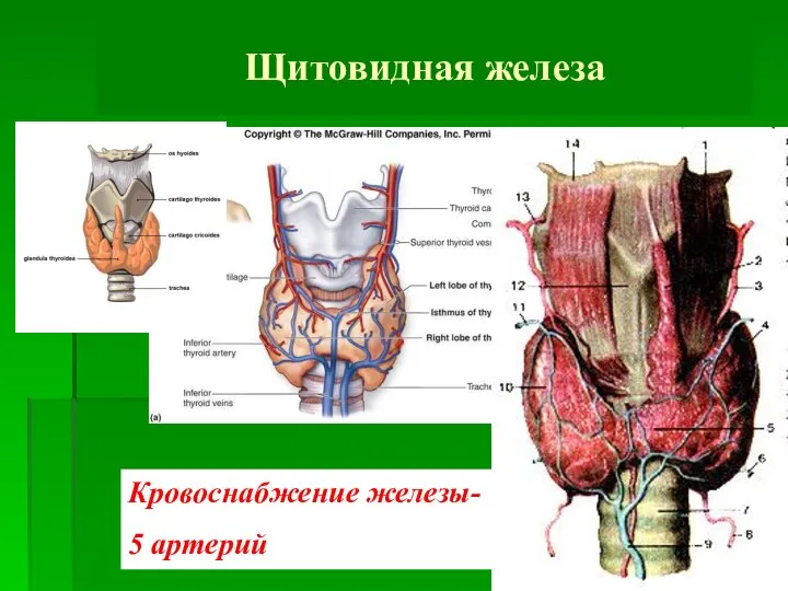 Щитовидная железа Кровоснабжение железы- 5 артерий