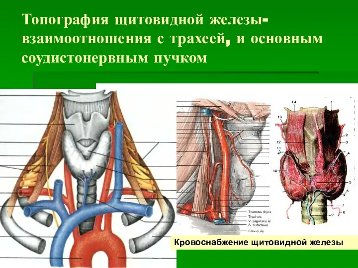 Топография щитовидной железы-взаимоотношения с трахеей, и основным соудистонервным пучком Кровоснабжение щитовидной железы
