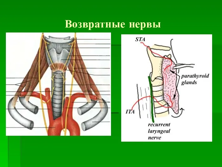 Возвратные нервы