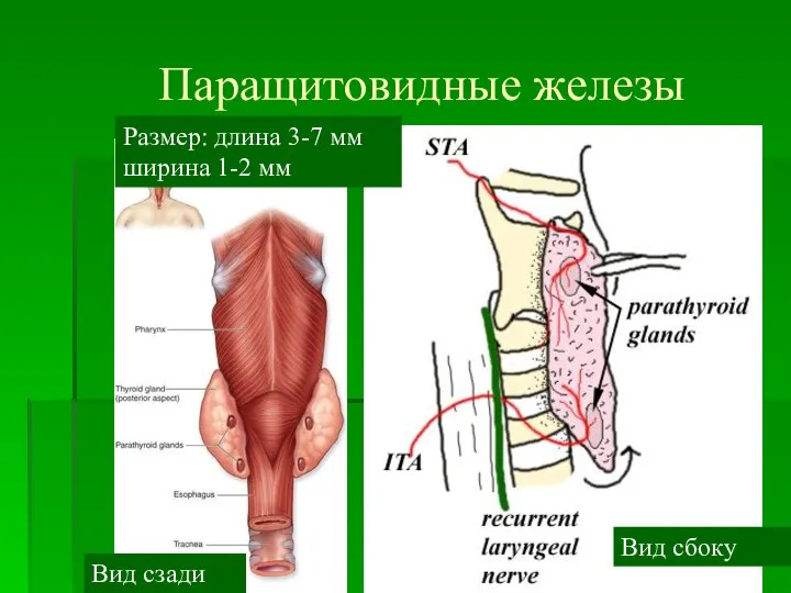 Паращитовидные железы Вид сзади Вид сбоку Размер: длина 3-7 мм ширина 1-2 мм