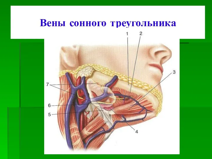 Вены сонного треугольника