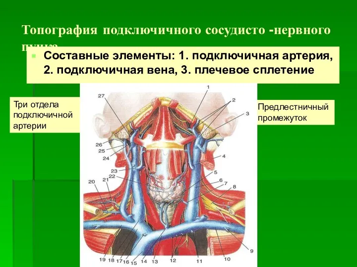 Топография подключичного сосудисто -нервного пучка Составные элементы: 1. подключичная артерия, 2.