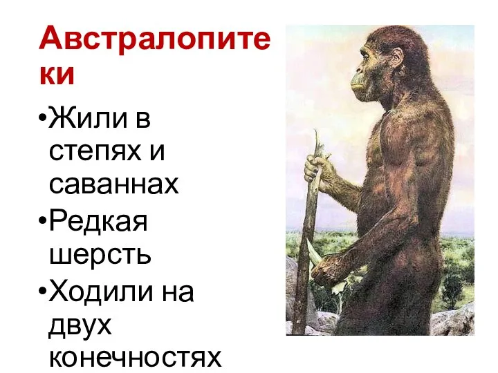 Австралопитеки Жили в степях и саваннах Редкая шерсть Ходили на двух конечностях