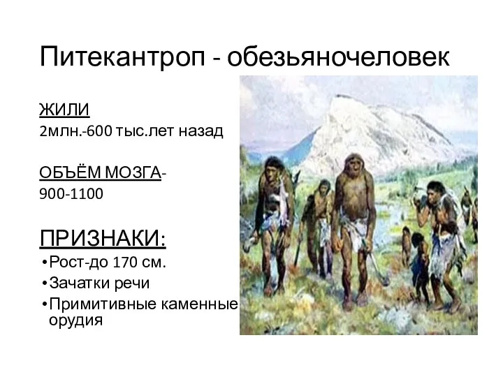 Питекантроп - обезьяночеловек ЖИЛИ 2млн.-600 тыс.лет назад ОБЪЁМ МОЗГА- 900-1100 ПРИЗНАКИ: