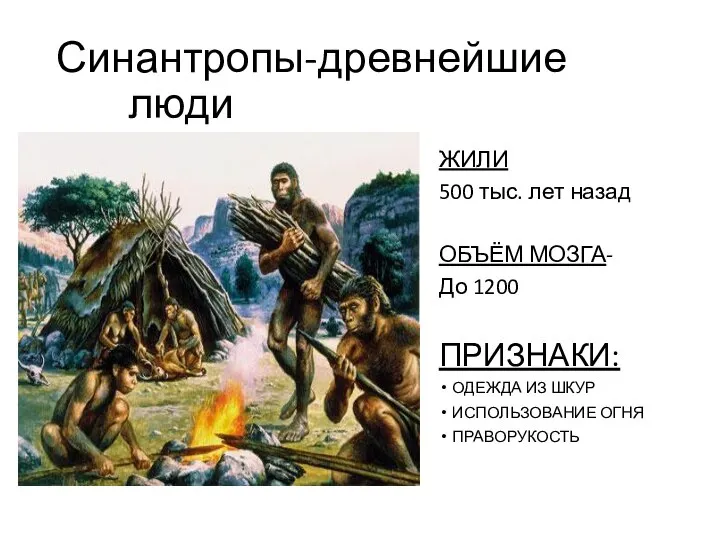 Синантропы-древнейшие люди ЖИЛИ 500 тыс. лет назад ОБЪЁМ МОЗГА- До 1200