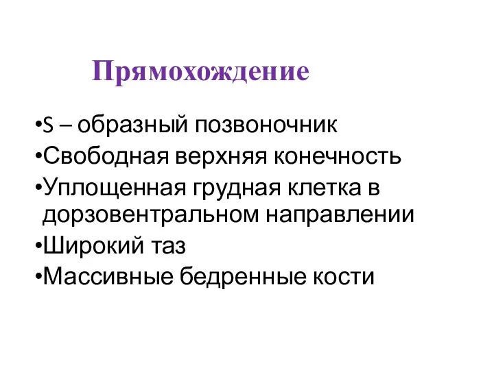 Прямохождение S – образный позвоночник Свободная верхняя конечность Уплощенная грудная клетка