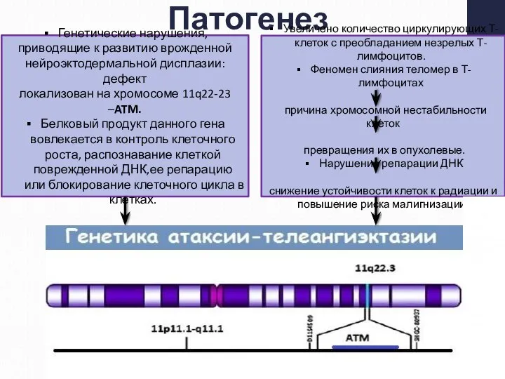 Патогенез Генетические нарушения, приводящие к развитию врожденной нейроэктодермальной дисплазии:дефект локализован на