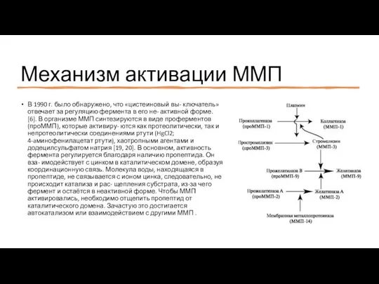 Механизм активации ММП В 1990 г. было обнаружено, что «цистеиновый вы-