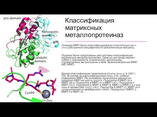 Классификация матриксных металлопротеиназ Сначала ММП были классифицированы относительно их in vitro