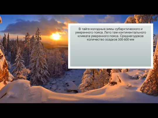 В тайге холодные зимы субарктического и умеренного пояса. Лето там континентального