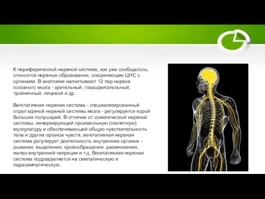 К периферической нервной системе, как уже сообщалось, относятся нервные образования, соединяющие