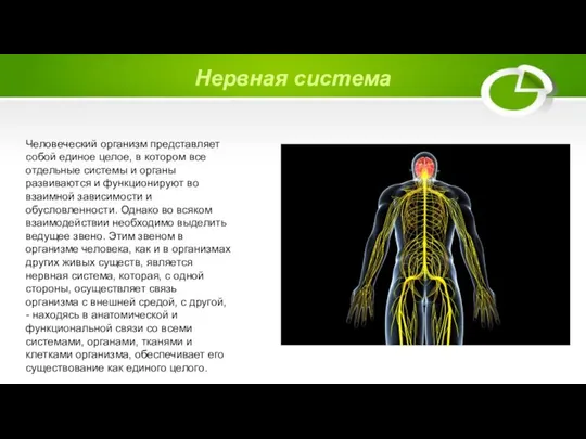 Нервная система Человеческий организм представляет собой единое целое, в котором все