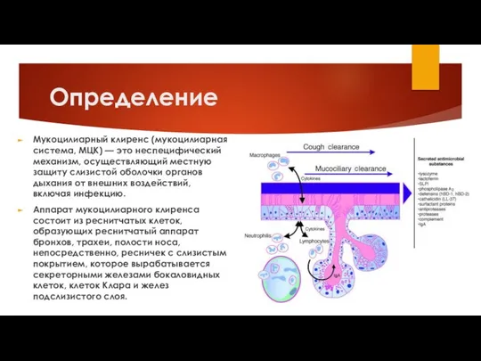 Определение Мукоцилиарный клиренс (мукоцилиарная система, МЦК) — это неспецифический механизм, осуществляющий