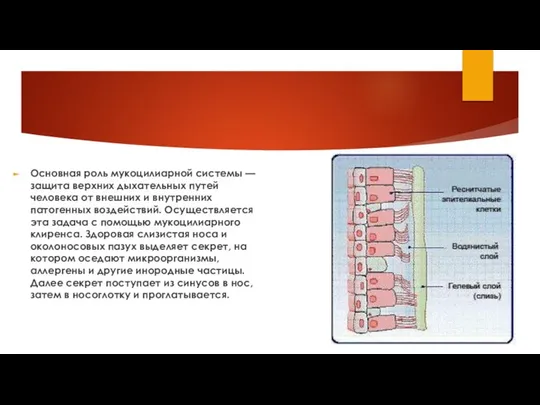 Основная роль мукоцилиарной системы — защита верхних дыхательных путей человека от