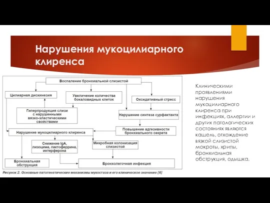 Нарушения мукоцилиарного клиренса Клиническими проявлениями нарушения мукоцилиарного клиренса при инфекциях, аллергии