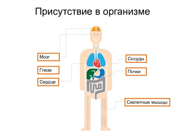 Присутствие в организме Мозг Сердце Глаза