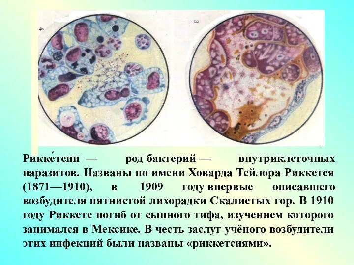Рикке́тсии — род бактерий — внутриклеточных паразитов. Названы по имени Ховарда