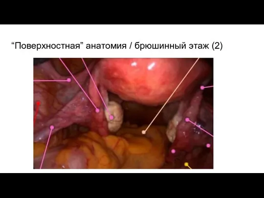 “Поверхностная” анатомия / брюшинный этаж (2)