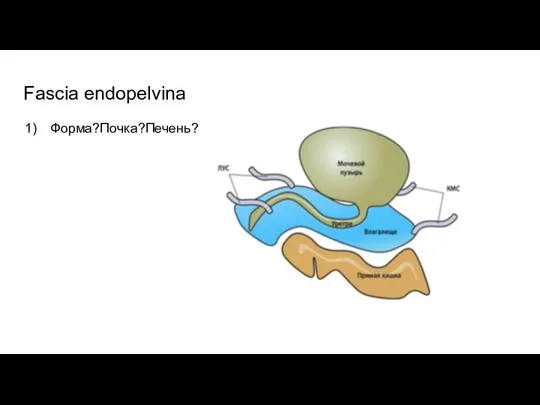 Fascia endopelvina Форма?Почка?Печень?