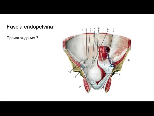 Fascia endopelvina Происхождение ?