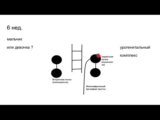 6 нед. мальчик или девочка ? урогенитальный комплекс