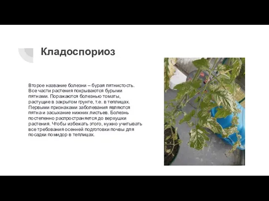 Кладоспориоз Второе название болезни – бурая пятнистость. Все части растения покрываются