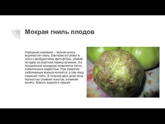 Мокрая гниль плодов Народные названия – чёрная ножка, водянистая гниль. Бактерии