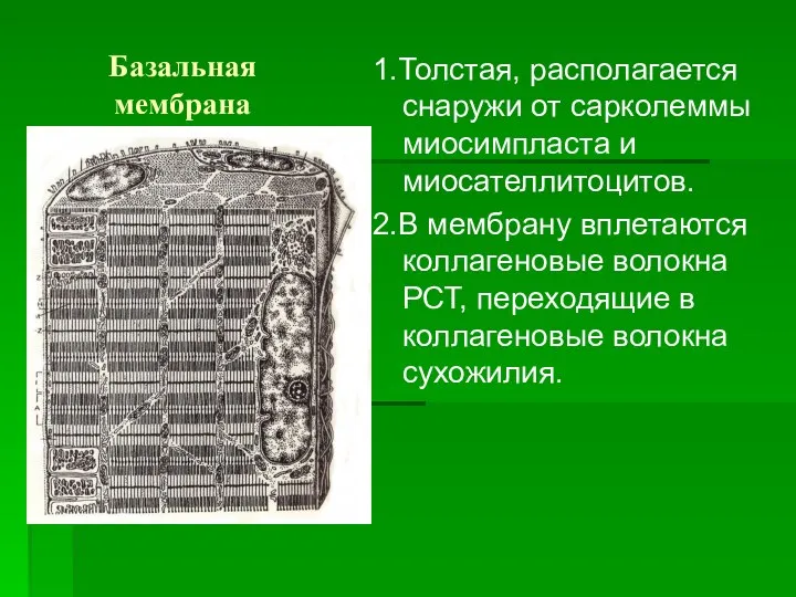 Базальная мембрана 1.Толстая, располагается снаружи от сарколеммы миосимпласта и миосателлитоцитов. 2.В