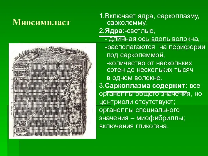 Миосимпласт 1.Включает ядра, саркоплазму, сарколемму. 2.Ядра:-светлые, - длинная ось вдоль волокна,