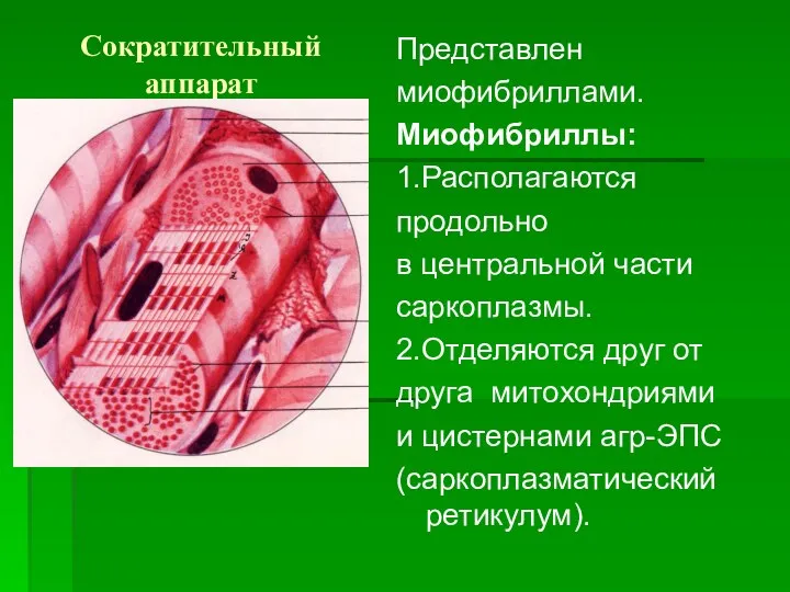 Сократительный аппарат Представлен миофибриллами. Миофибриллы: 1.Располагаются продольно в центральной части саркоплазмы.