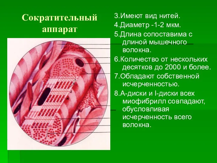 Сократительный аппарат 3.Имеют вид нитей. 4.Диаметр -1-2 мкм. 5.Длина сопоставима с