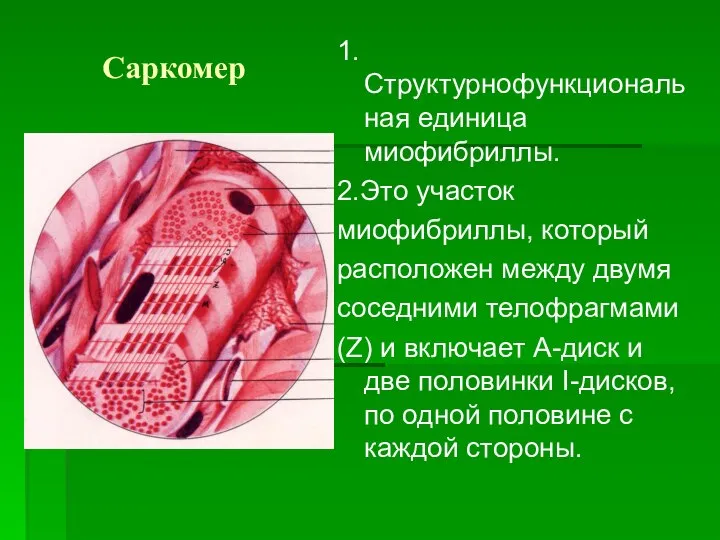 Саркомер 1.Структурнофункциональная единица миофибриллы. 2.Это участок миофибриллы, который расположен между двумя