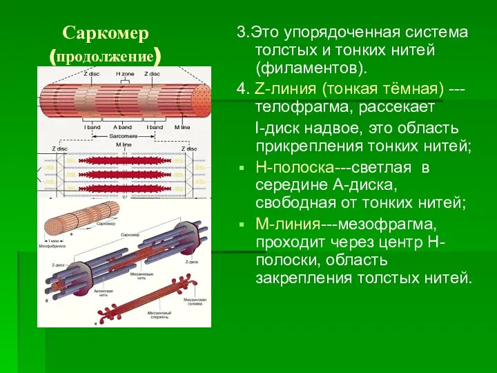 Саркомер (продолжение) 3.Это упорядоченная система толстых и тонких нитей (филаментов). 4.