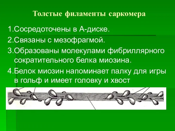 Толстые филаменты саркомера 1.Сосредоточены в А-диске. 2.Связаны с мезофрагмой. 3.Образованы молекулами