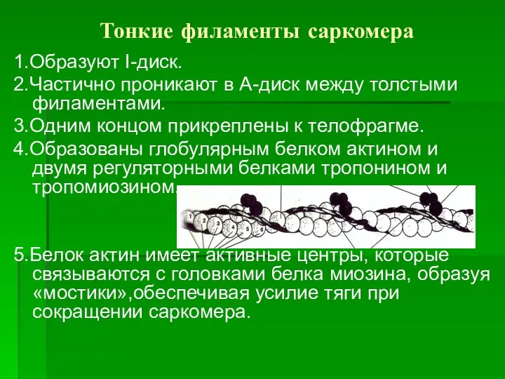 Тонкие филаменты саркомера 1.Образуют I-диск. 2.Частично проникают в А-диск между толстыми