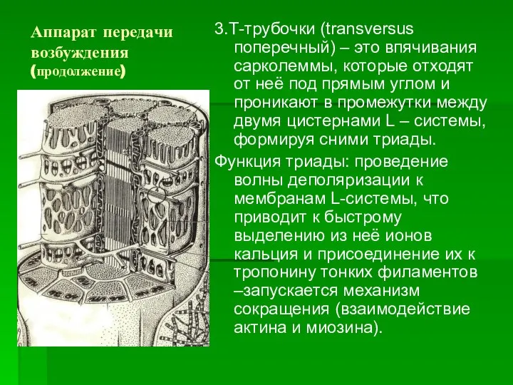 Аппарат передачи возбуждения (продолжение) 3.Т-трубочки (transversus поперечный) – это впячивания сарколеммы,