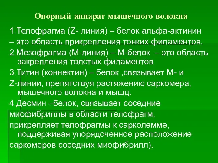 Опорный аппарат мышечного волокна 1.Телофрагма (Z- линия) – белок альфа-актинин –