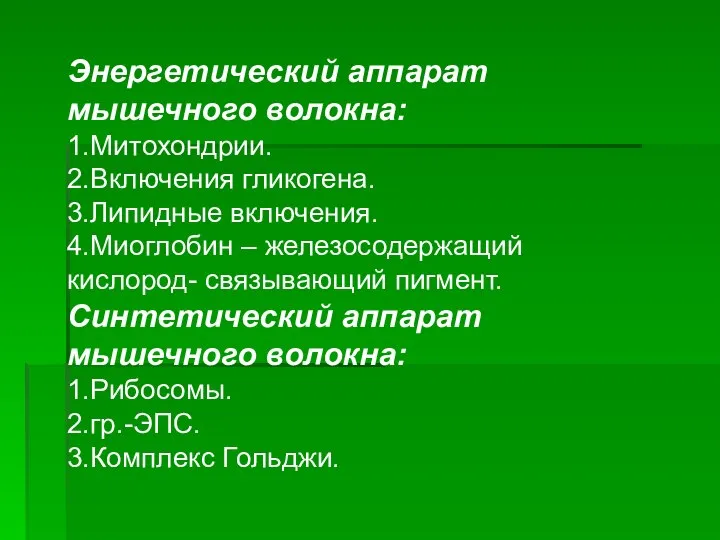 Энергетический аппарат мышечного волокна: 1.Митохондрии. 2.Включения гликогена. 3.Липидные включения. 4.Миоглобин –