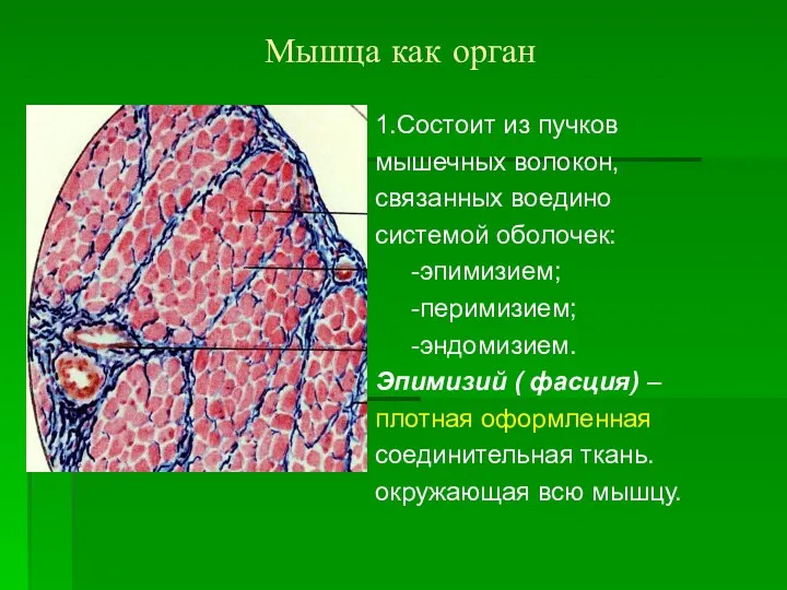 Мышца как орган 1.Состоит из пучков мышечных волокон, связанных воедино системой
