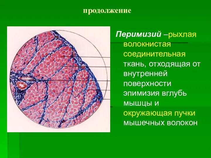 продолжение Перимизий –рыхлая волокнистая соединительная ткань, отходящая от внутренней поверхности эпимизия