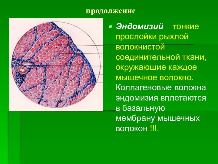 продолжение Эндомизий – тонкие прослойки рыхлой волокнистой соединительной ткани, окружающие каждое